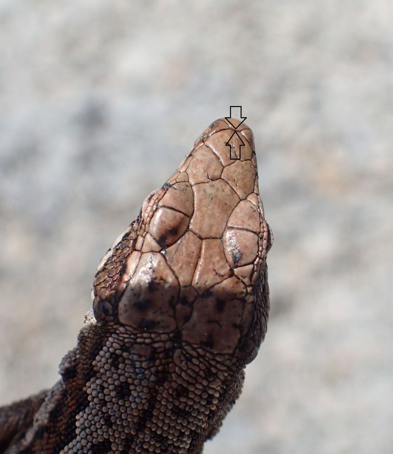 Lucertola di Horvath?  No,  Podarcis muralis!